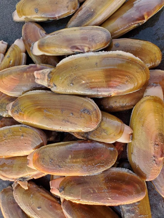 ويستبورت Mariners Cove Inn المظهر الخارجي الصورة